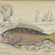 Illustration for article titled Natural History of Fishes of the Perch Family